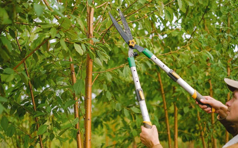 Tree trimming in Pacolet, SC
